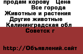 продам корову › Цена ­ 70 000 - Все города Животные и растения » Другие животные   . Калининградская обл.,Советск г.